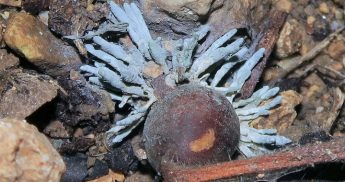 A tiny fungus with a big story: Gozo’s quiet contribution to European Science A tiny fungus with a big story: Gozo’s quiet contribution to European Science