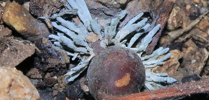 A tiny fungus with a big story: Gozo’s quiet contribution to European Science
