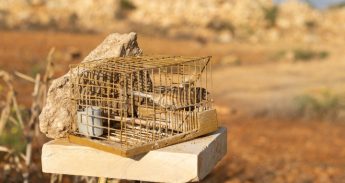 Decision to reopen new trapping licences condemned by BirdLife