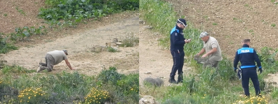 Gozo: Trapper filmed catching and ''brutally killing'' protected Kestrel - CABS