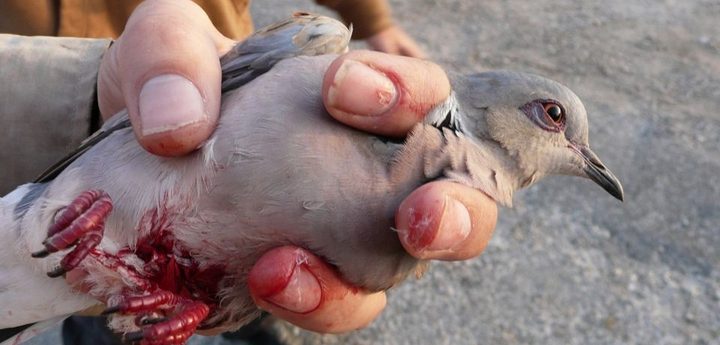 BirdLife Malta accuses Ornis Committee of ”caving to political pressure”