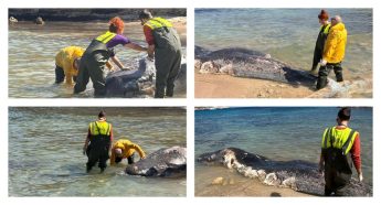 Decomposed body of juvenile sperm whale removed from Comino