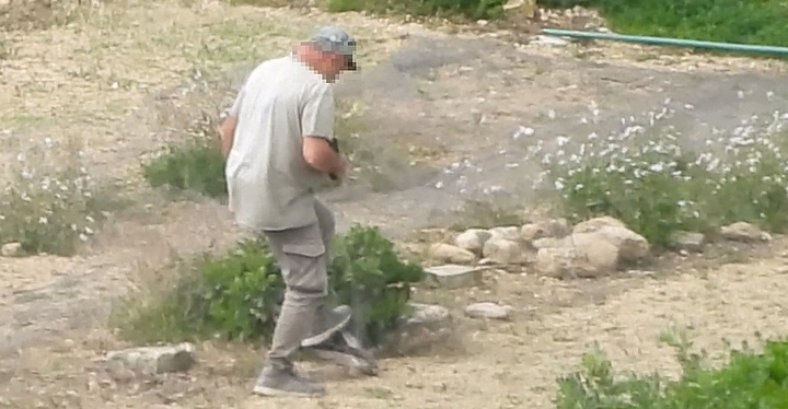Gozo: ADPD condemns senseless cruel killing of protected Kestrel