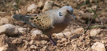 BirdLife Malta calls for ‘immediate halt to spring hunting of Turtle-dove”