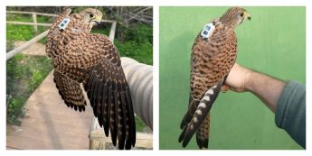 Tracking of rehabilitated birds shows strong potential for Malta – BLM