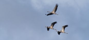 Illegal hunting escalates as spring migration picks up, BirdLife Malta warns Illegal hunting escalates as spring migration picks up, BirdLife Malta warns