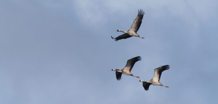 Illegal hunting escalates as spring migration picks up, BirdLife Malta warns