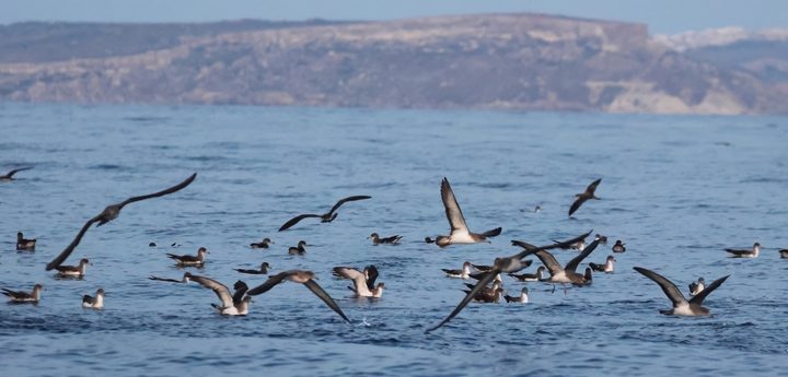 Noma Island ”must be removed from Comino immediately” – BirdLife Malta