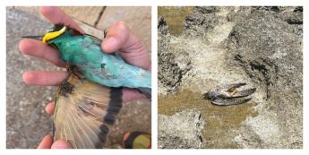 Spring hunting 2026: ”The birds that didn’t make it to Europe” – BirdLife Malta Spring hunting 2026: ”The birds that didn’t make it to Europe” – BirdLife Malta