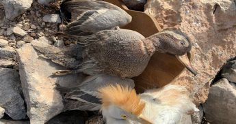 BirdLife condemns reopening of stuffed bird transfers ahead of general election