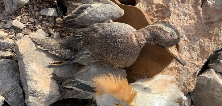 BirdLife condemns reopening of stuffed bird transfers ahead of general election