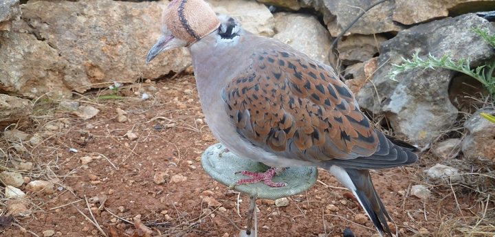 Action taken by CABS against ”illegal bird trappers” in Malta and Gozo