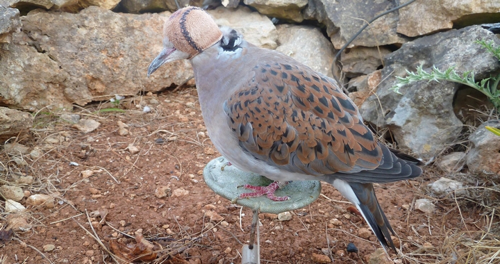 Action taken by CABS against ”illegal bird trappers” in Malta and Gozo