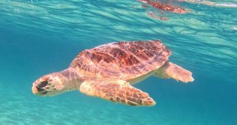 Nature Trust – FEE Malta – Gozo Section seminar on Sea Turtle rescue