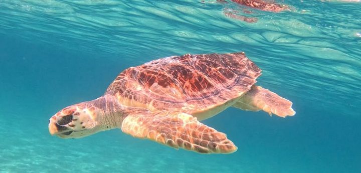 Nature Trust – FEE Malta – Gozo Section seminar on Sea Turtle rescue