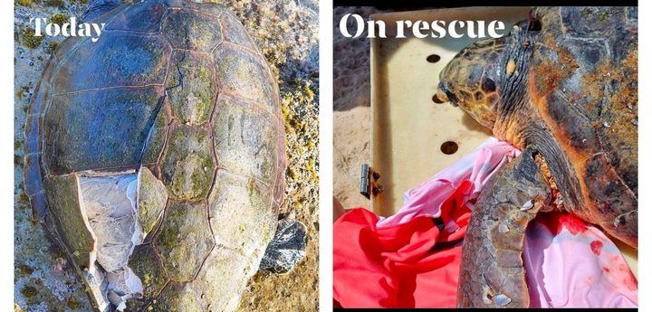 Turtle rescued off Gozo in 2025 and released after rehab found dead in St Julians