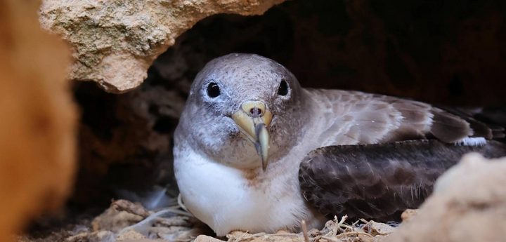 Landmark seabird research in Malta uncovers pre-laying expeditions of Scopoli’s Shearwaters