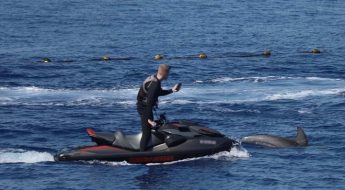 29 entities call for urgent action to stop harassment of wild dolphins 29 entities call for urgent action to stop harassment of wild dolphins