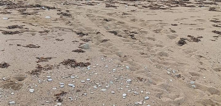 Turtle nesting season officially closed with no nests recorded on Gozo or Malta