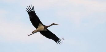 Highly protected Black Stork killed outside Buskett – BirdLife Malta
