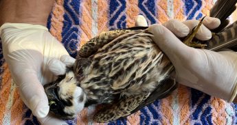 Shot protected bird falls in school grounds in Malta – BirdLife Malta Shot protected bird falls in school grounds in Malta – BirdLife Malta