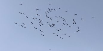 Flock of 67 White Storks arrive in Malta on migration Flock of 67 White Storks arrive in Malta on migration