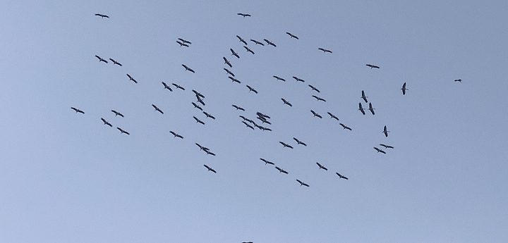 Flock of 67 White Storks arrive in Malta on migration