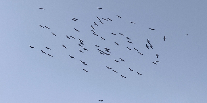 Flock of 67 White Storks arrive in Malta on migration Flock of 67 White Storks arrive in Malta on migration