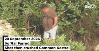 Protected bird “deliberately killed” and the cruelty caught on camera is difficult to watch – BLM Protected bird “deliberately killed” and the cruelty caught on camera is difficult to watch – BLM
