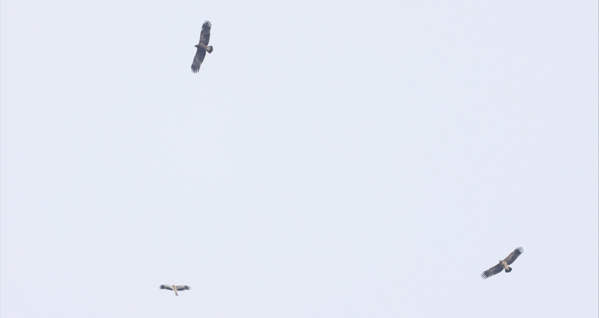 Flock of 67 White Storks arrive in Malta on migration