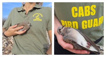 ”Hundreds of turtle doves killed across Malta” – CABS