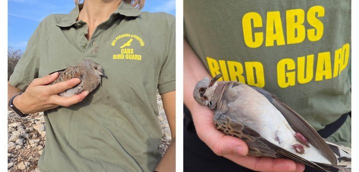 ”Hundreds of turtle doves killed across Malta” – CABS