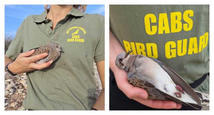 ”Hundreds of turtle doves killed across Malta” – CABS