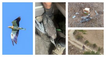 Mediterranean storms bring ”bird-fall” as ”hundreds of Turtle-doves are shot in Malta” – BLM
