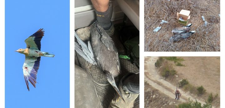 Mediterranean storms bring ”bird-fall” as ”hundreds of Turtle-doves are shot in Malta” – BLM