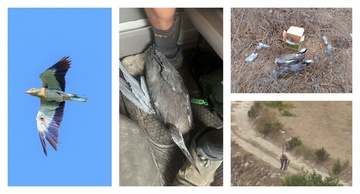 Mediterranean storms bring ”bird-fall” as ”hundreds of Turtle-doves are shot in Malta” – BLM