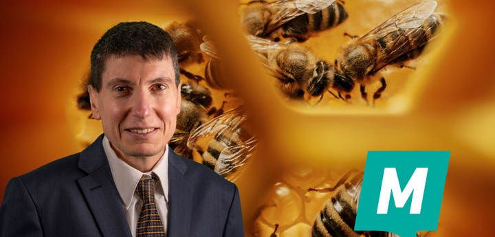 Momentum calls for national plan to protect Malta’s honeybees and support beekeepers