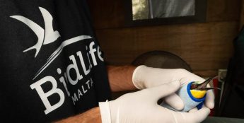 Gozo: BirdLife Malta need help with rescue and recovery of injured birds Gozo: BirdLife Malta need help with rescue and recovery of injured birds