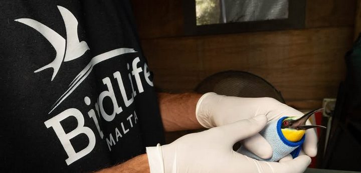 Gozo: BirdLife Malta needs help with rescue and recovery of injured birds