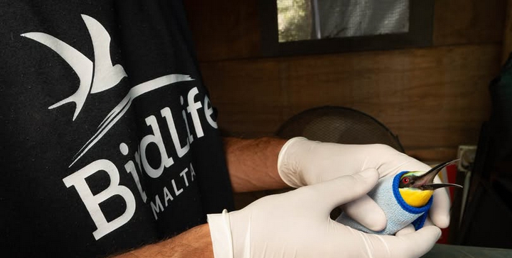 Gozo: BirdLife Malta need help with rescue and recovery of injured birds