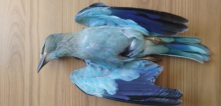 BirdLife oppose, while FKNK agrees to lower penalties for protected bird offences at ORNIS