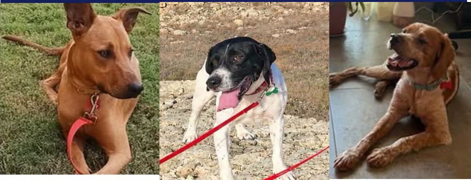 Celebrating 50 Years of SPCA Gozo with Pet Awareness Day 2026