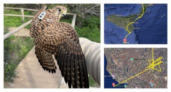 GPS-tagged Kestrel killed and dumped at sea four days after returning to Malta GPS-tagged Kestrel killed and dumped at sea four days after returning to Malta