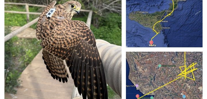 GPS-tagged Kestrel killed and dumped at sea four days after returning to Malta