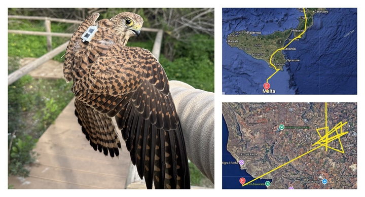 GPS-tagged Kestrel killed and dumped at sea four days after returning to Malta